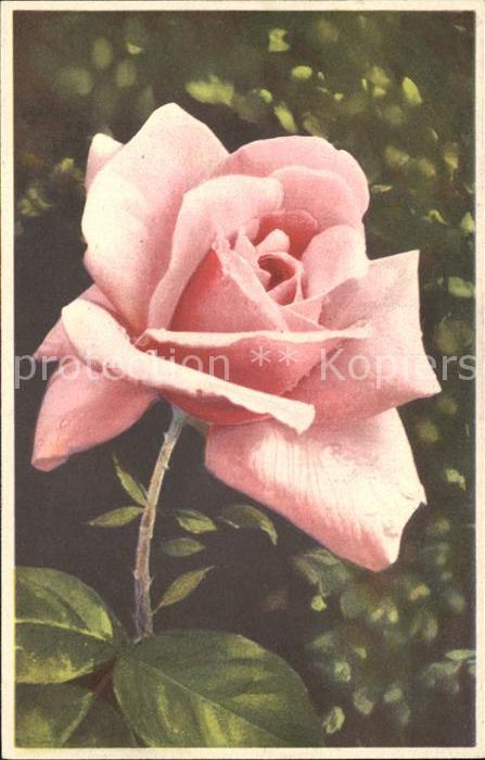 Rosen Verlag-Photochromie-Offset Nr. 1998 Ser