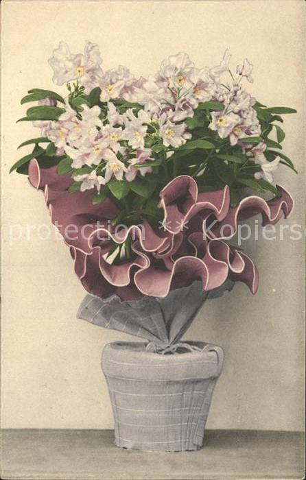 Blumen Pflanze