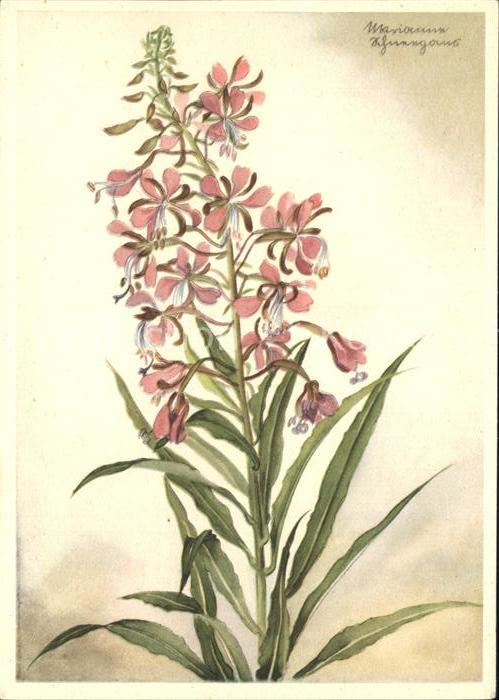 Verlag Ackermann Kuenstlerpostkarte Nr. 10083 Marianne Schneegans Weidenroeschen