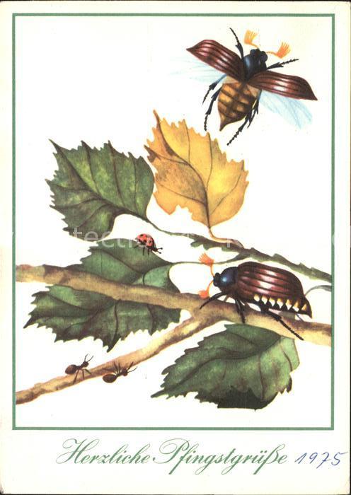 Pfingsten Pentecost Pentecote Maikaefer Marienkaefer Ameisen
