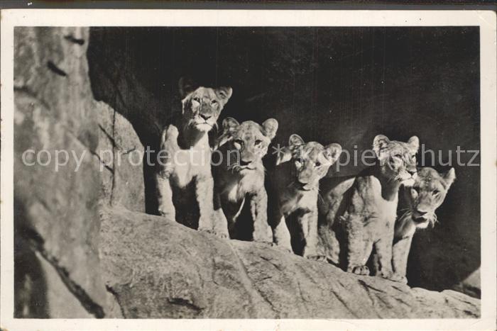 Loewe Loewinnen Loewenschlucht Hagenbeck Tierpark Hamburg-Stellingen
