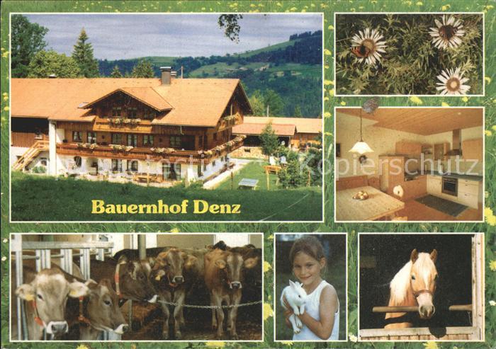 Oberstaufen Oberallgaeu Bayern Bauernhof Denz Landwirtschaft Kuehe Haflinger Di
