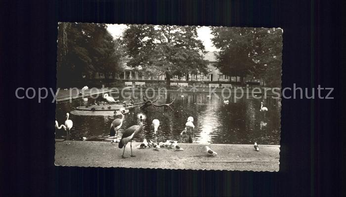 Duisburg Ruhr Teich im Tierpark