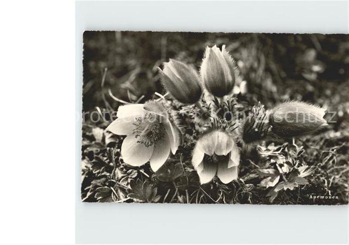 Blumen Anemonen