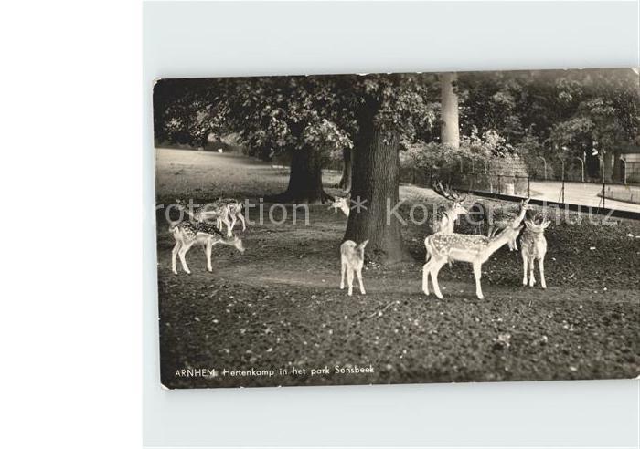 Hirsch Arnhem Hertenkamp Park Sonsbeek
