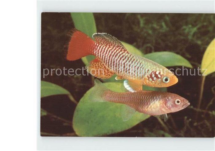 Fische Prachtgrundkaerpfling