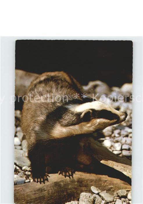 Tiere Dachs Badger Blaireau Tasso