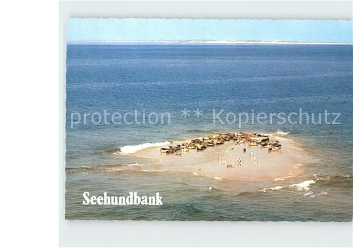Seehunde Robben Seehundbank Wattenmeer Nordsee Fliegeraufnahme