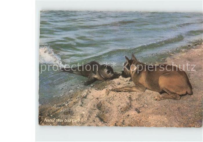 Seehunde Robben Boxer