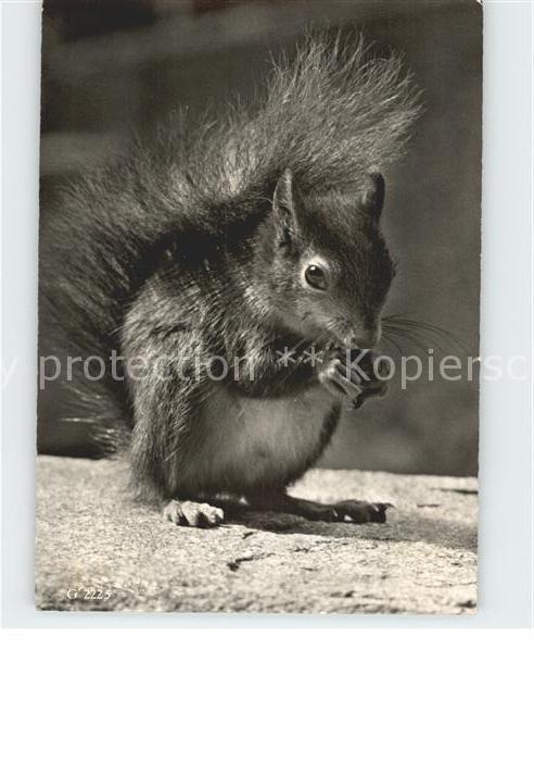 Eichhoernchen