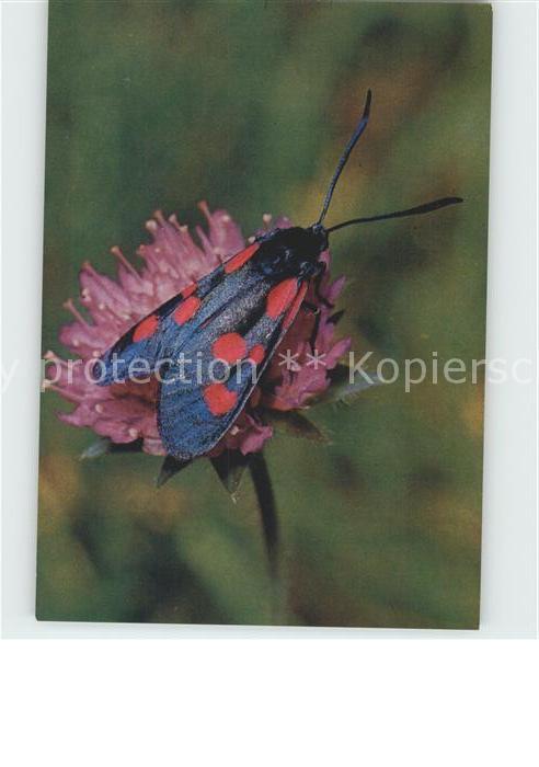 Schmetterlinge Widderchen DJH-Spendenkarte