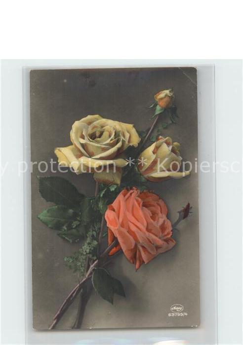 Verlag Amag Nr. 63799/4 Rosen