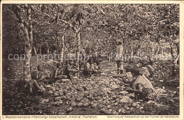 Kamerun Afrika Gewinnung der Kakaobohnen