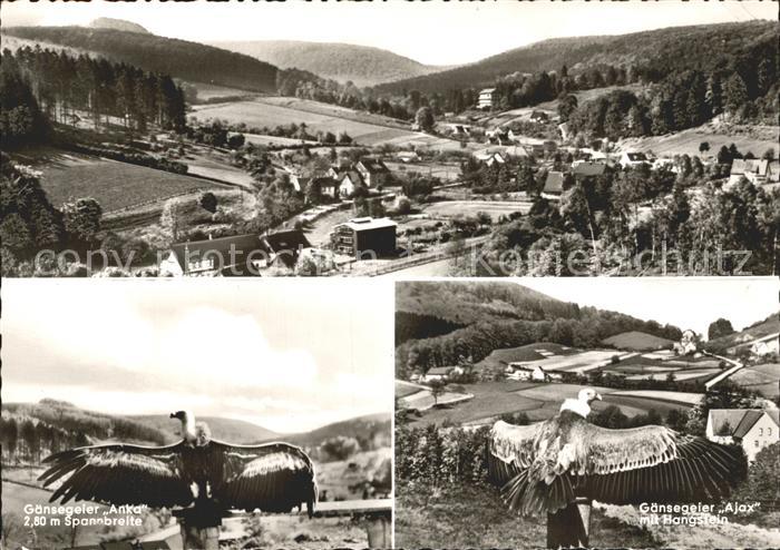 Berlebeck Panorama Adlerwarte Gaensegeier Anka und Ajax