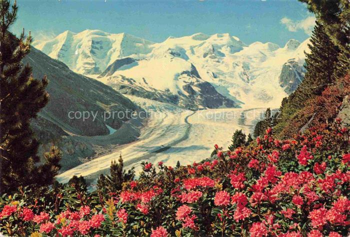 Gletscher Ferner Glacier Glaciar Ghiacciaio-- Alpenrosenfeld Morteratsch Piz Pal