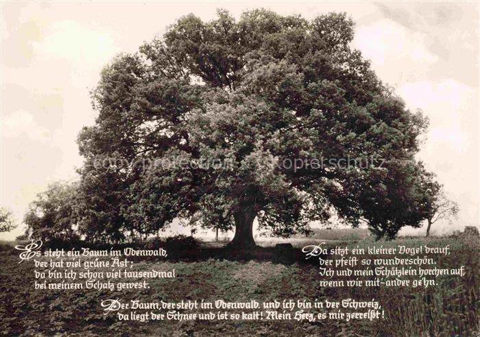 Baeume Trees Arbres Arboles Die Rieseneiche in momart Bad Koenig Oberwald