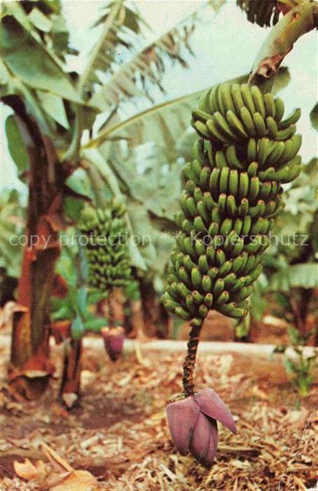Bananen Bananas Bananes-- Gran Canaria Racimo di Platanos