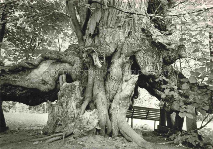 Baeume Trees Arbres Arboles Kamenice nad Lipou