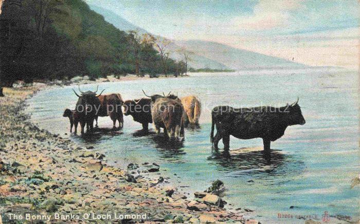Loch Lomond Scotland UK Loch-Lomond See Hochlandrinder Schottische-Hochlandrinde