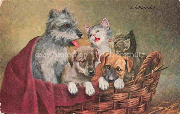 HUNDE dogs chiens-- Katzen Ziehkinder