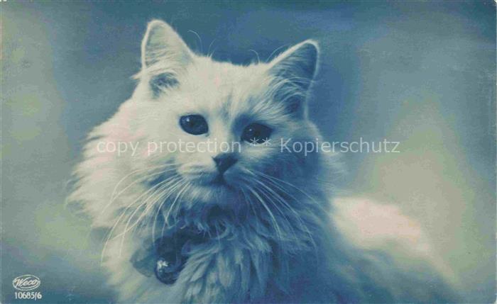 Foto Weco Nr. 10685/6 Katze