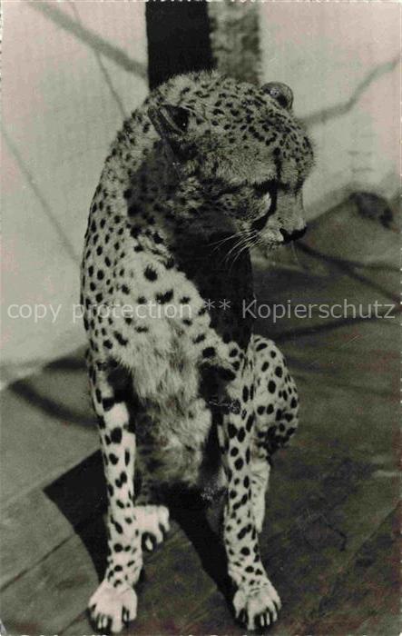 Zoo Gardin Zoologique-- Gepard London