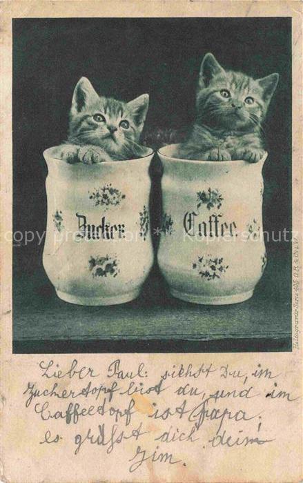 KATZEN Cats Chats Gatos Gatti-- Krug