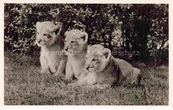 Hagenbeck Park Hamburg Loewenbabys