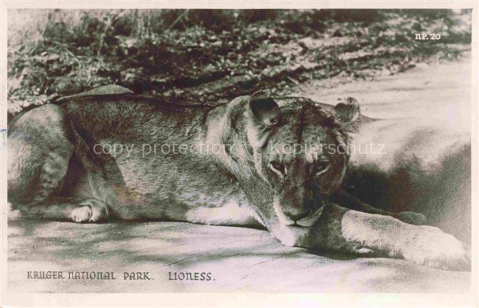Zoo Gardin Zoologique-- Kruger National Park Lioness