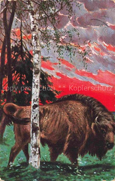 Bison Bueffel Buffalo Buffle--