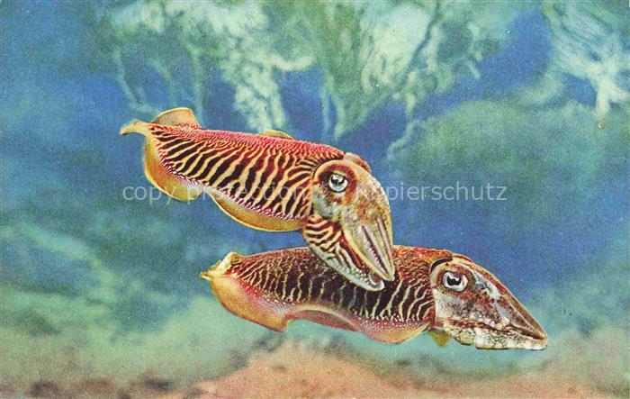 Fische Fish Poissons Peces Pesci-- Aquarium de Monaco Cliehe Barba