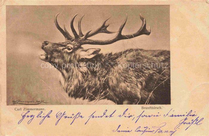 ZIMMERMANN Carl Kuenstlerkarte Brunfthirsch