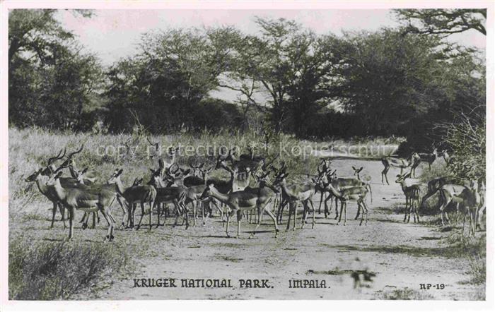 IMPALA Rehe Roe Deer Chevreuil Corzo-- Kruger National Park