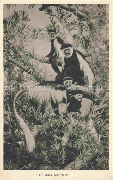 TIERE Animals Animaux Animales Animali-- Guereza Monkey Chicago