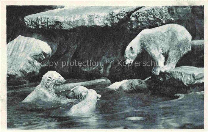 Eisbaer Icebear Ours Polaire Bear Orso-- Carl Hagenbecks Tierpark Hamburg