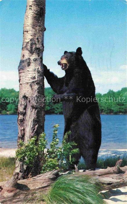Baer  Ours Orso Tiere Greetings Ellenville N.Y.