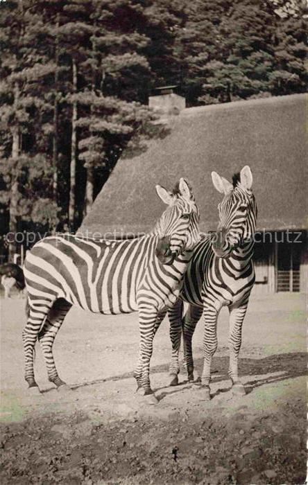 Zoo Gardin Zoologique-- Zebras Wuppertal