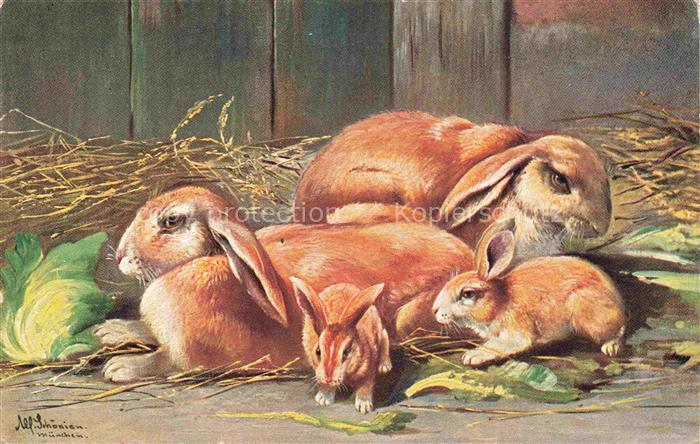 Hasen -Rabbits Lapins Conejos--