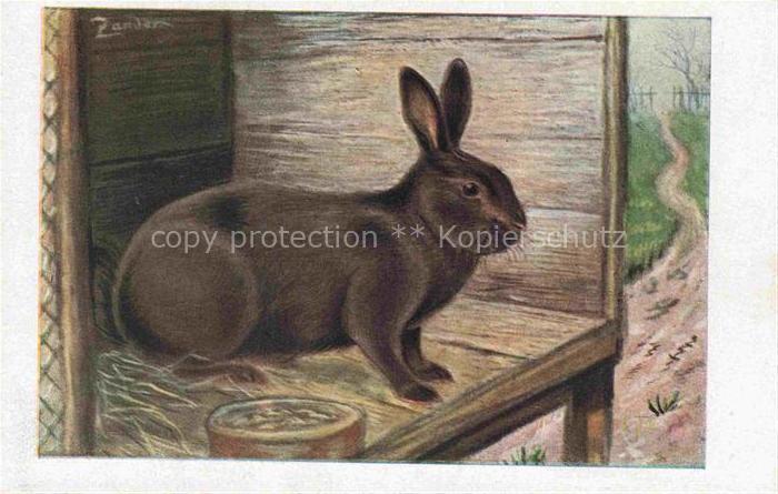 Hasen -Rabbits Lapins Conejos-- Rassekaninchenbilder Havanna Kaninchen