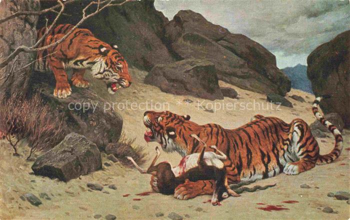 Tiger  Tigre-- G.F. Rotig