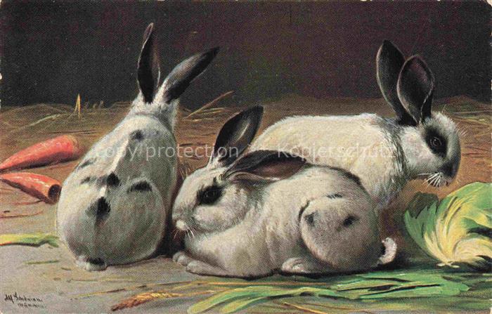 Hasen -Rabbits Lapins Conejos-- Weis Schwarz