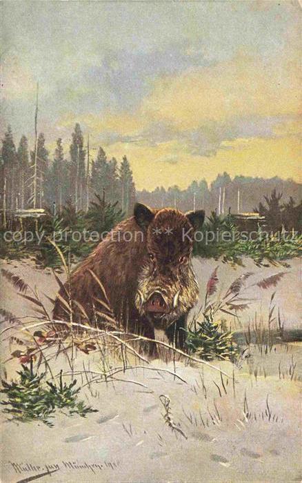 Wildschwein Wild Boar Sanglier Jabali Cinghiale--