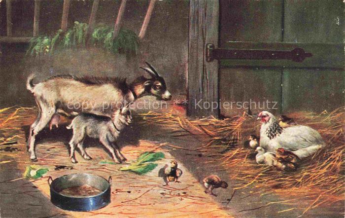 Ziege Goat Chevre-- T.S.N. Serie 700 Huehner