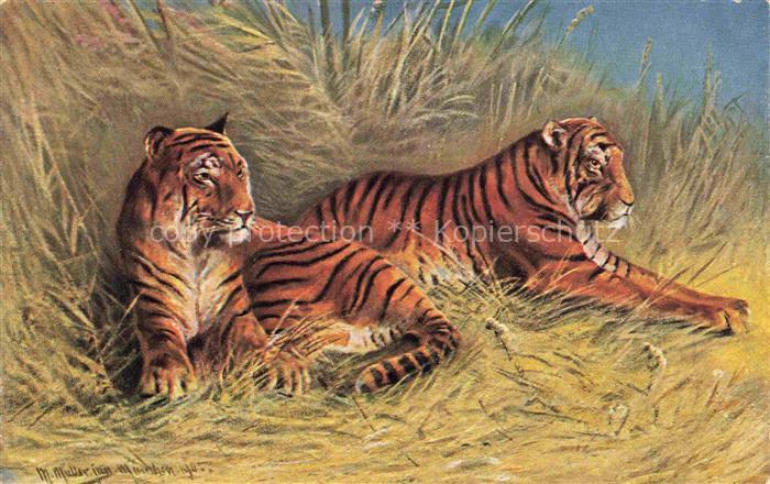 Tiger  Tigre--