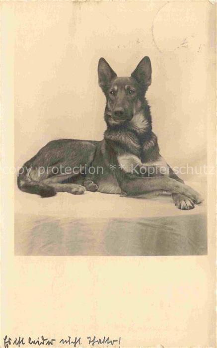 Shepard Schaeferhund Deutscher German allemand--