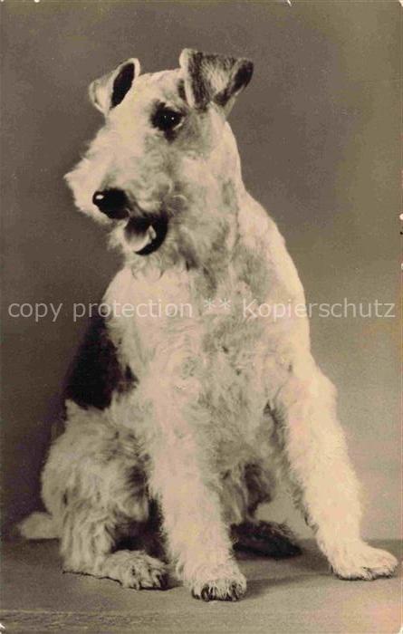 HUNDE dogs chiens--