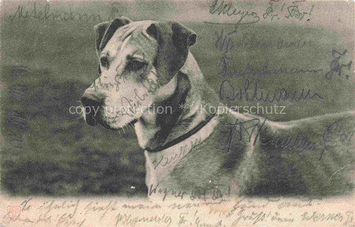 HUNDE dogs chiens-- Dogge