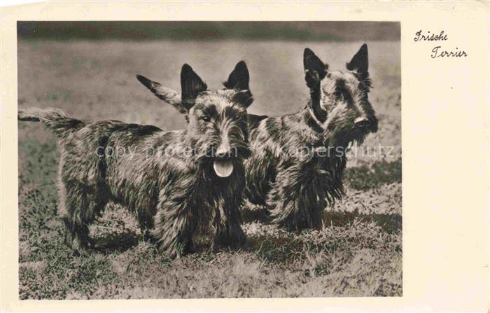 HUNDE dogs chiens-- Irische Terrier