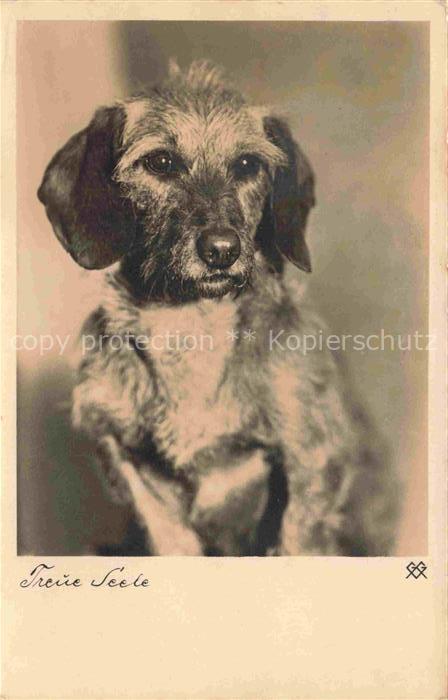 HUNDE dogs chiens-- Treue Seele