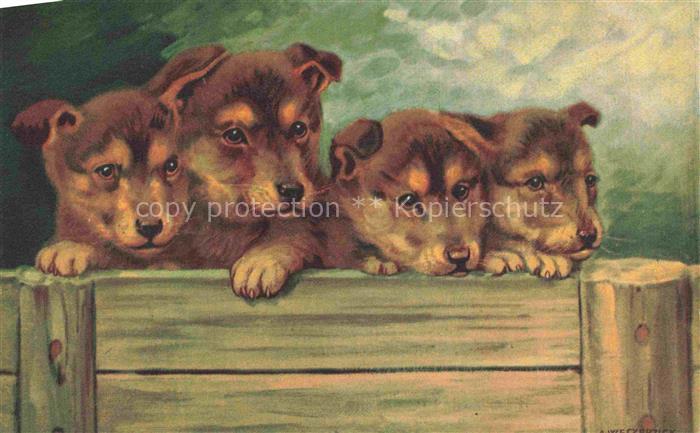 HUNDE dogs chiens-- Wenau Delila